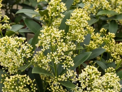Skimmia j. Finchy C1/P13 20/+ CM - imagine 1