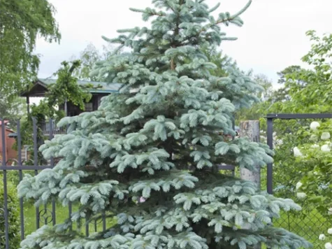 Picea pungens Blue Diamond C6,5/P24 50-60 CM - imagine 1