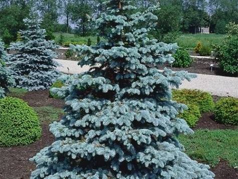 Picea pungens Hoopsii C7,5/P26 40-50 CM - imagine 1