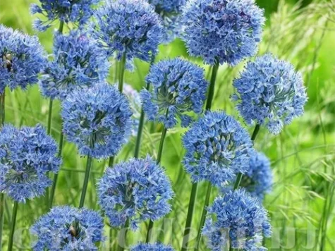 Ceapa decorativa Allium Caeruleum - imagine 1