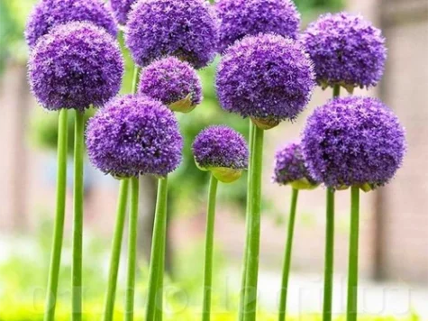 Ceapa decorativa Allium Miami P10+ - imagine 1