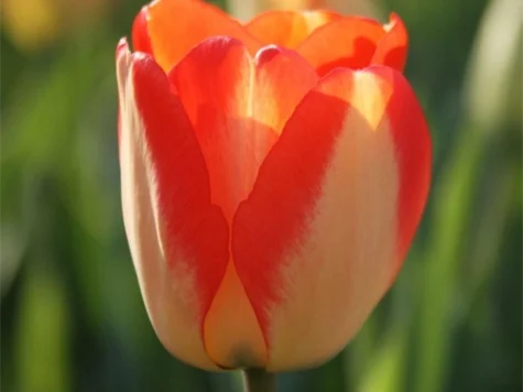 Tulipa American Dream bulb P11/12 - imagine 1
