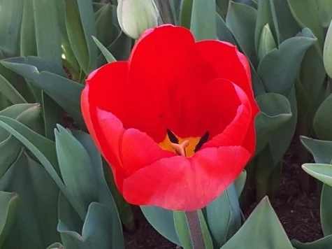 Tulipa Apeldoorn bulb P11/12 - imagine 1