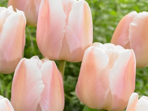 Tulipa 'Apricot Pride bulb P11/12 - imagine 1