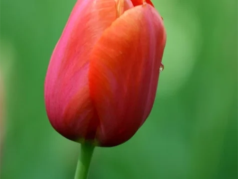 Tulipa 'Avignon bulb P11/12 - imagine 1