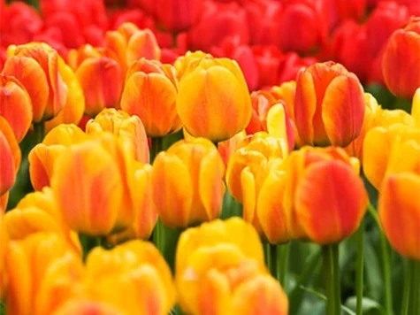 Tulipa 'Beauty of Apeldoorn bulb P11/12 - imagine 1