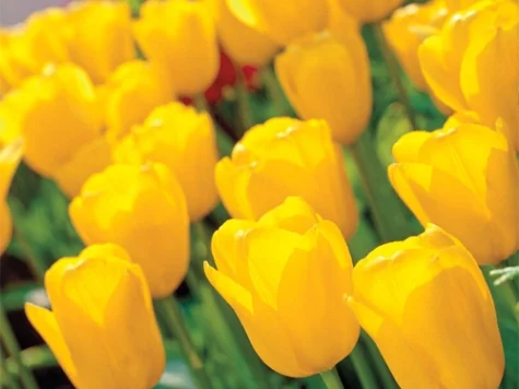 Tulipa 'Big Smile bulb P11/12 - imagine 1