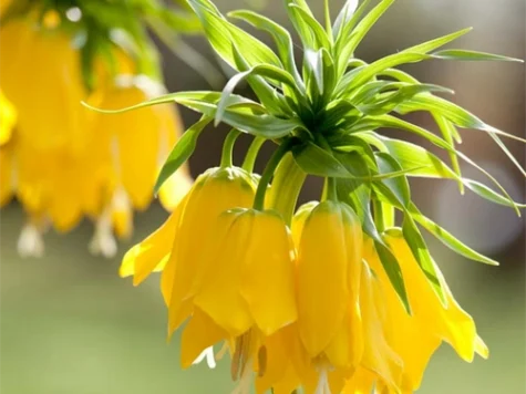 Laleaua Imparatului Fritillaria imperialis Lutea C5 P23 - imagine 1