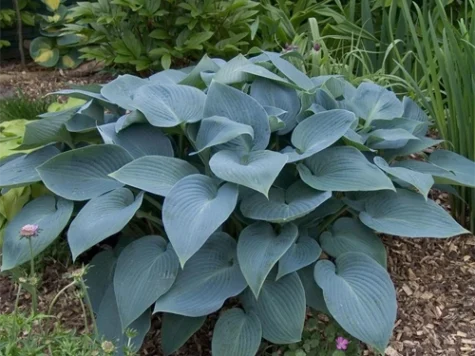 Crin de toamna Hosta Blue Mouse Ears P11 - imagine 1