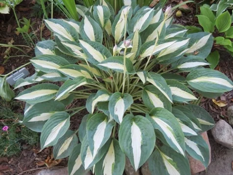 Crin de toamna Hosta fort Aureomarginata P11 - imagine 1