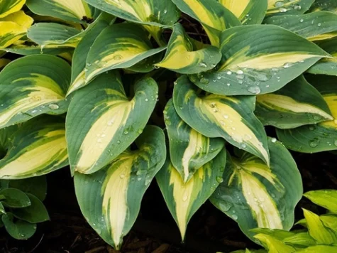 Crin de toamna Hosta White Feather P11 - imagine 1