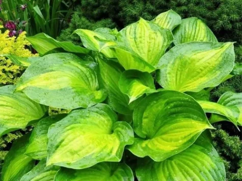 Crin de toamna Hosta Abiqua Drinking Gourd P11 - imagine 1