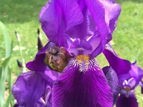 Stanjenel Iris germanica Robusto P11 - imagine 1