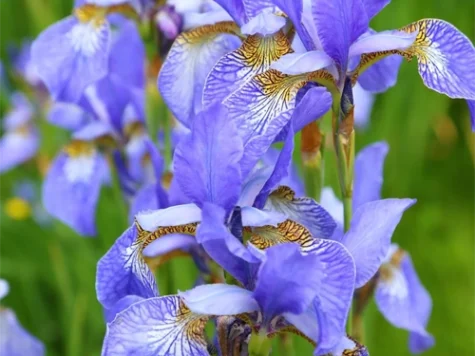 Stanjenel Iris sibirica Kaboom P11 - imagine 1