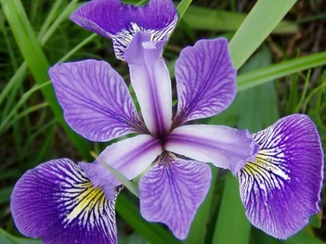 Stanjenel Iris sibirica Ama No Hane P11 - imagine 1