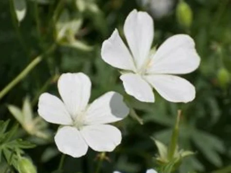 Muscata englezeasca Geranium sanguineum Album P11 - imagine 1