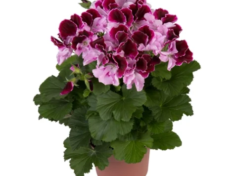 Muscata englezeasca Geranium Little David P11 - imagine 1