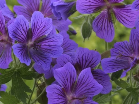 Muscata englezeasca Geranium cant Karmina P11 - imagine 1