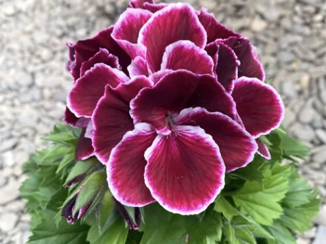 Muscata englezeasca Geranium subcaulescens P11 - imagine 1