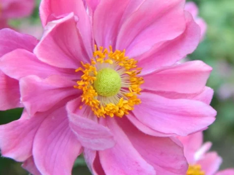 Anemone hybrida Serenade P11 - imagine 1