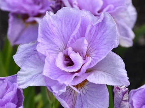 Stanjenel Iris sibirica Pink Parfait P11 - imagine 1