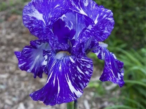Stanjenel Iris germanica Immortality P11 - imagine 1