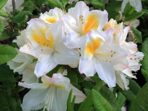 Rhododendron AK Persil P26 80-100 CM - imagine 1