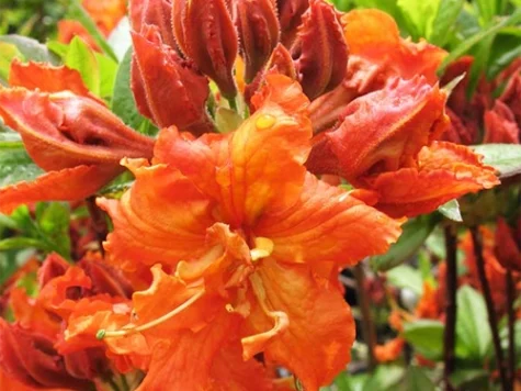 Rhododendron AK Gibraltar P26 80-100 CM - imagine 1