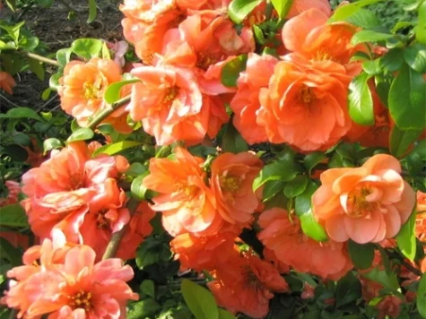 Gutui japonez Chaenomeles Jet Trail C3 P19 40-50 CM - imagine 1