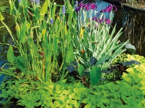Plante acvatice plutioare set 6 - imagine 1