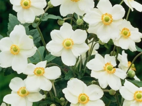 Anemone hybrida Wirlwind P11 - imagine 1