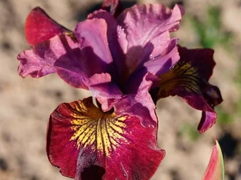 Stanjenel Iris sibirica Miss Apple P11 - imagine 1