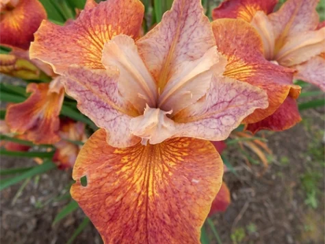 Stanjenel Iris sibirica Paprikash P11 - imagine 1
