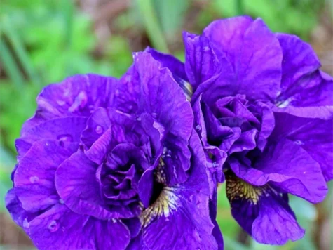 Stanjenel Iris sibirica Kabluey P11 - imagine 1