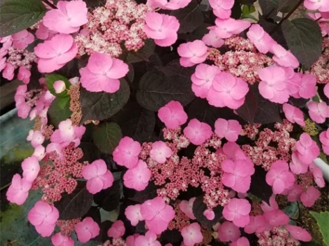 Hortensie Hydrangea Paniculata - Serrata Daredevil C2 P17 - imagine 1
