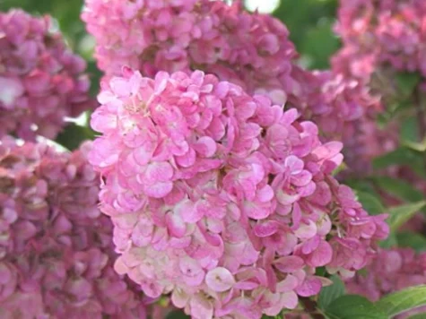 Hortensie Hydrangea Paniculata - Serrata Sundae Fraise C2 P17 - imagine 1