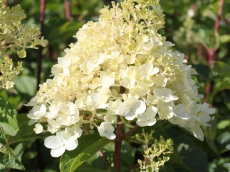 Hortensie Hydrangea Paniculata - Serrata Silver Dollar C2 P17 - imagine 1