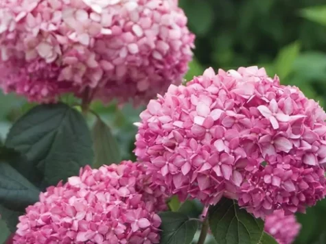 Hortensie Hydrangea Paniculata - Serrata Pink Lady C2 P17 - imagine 1