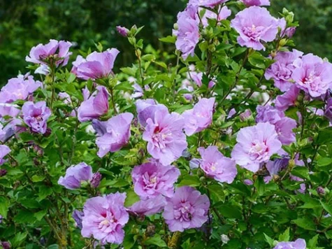 Hibiscus Chifflon Lavender clt. 9L - imagine 1