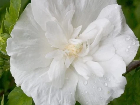 Hibiscus Chifflon White clt 9 - imagine 1