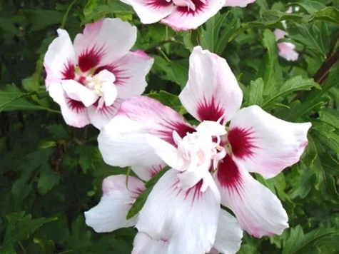 Hibiscus syr Lady Stanley clt 9L - imagine 1