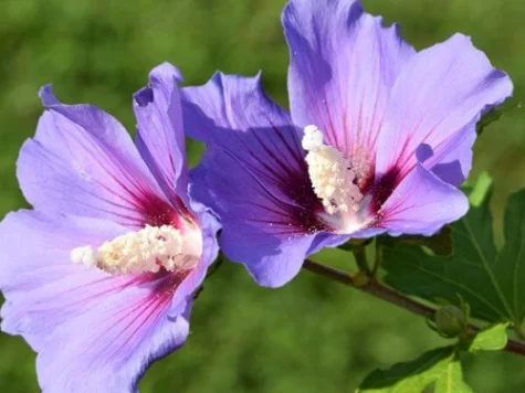 Hibiscus syr Oiseau Bleu clt 9L - imagine 1