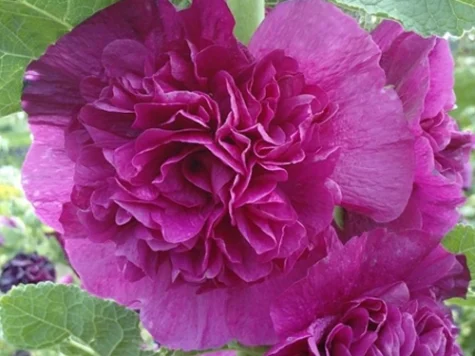 Alcea rosea flpl Double Purple P21 - imagine 1
