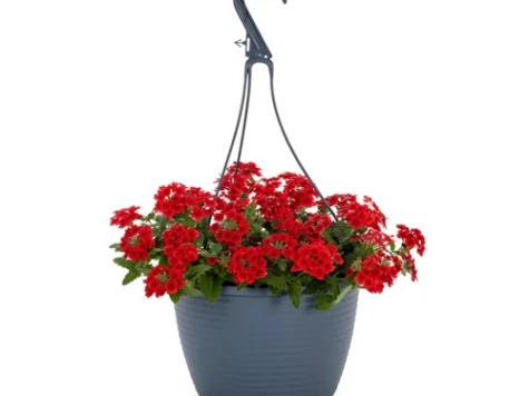 VERBENA BASKET 27 - imagine 1