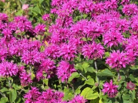 Monarda Baby Spice CLT5 - imagine 1