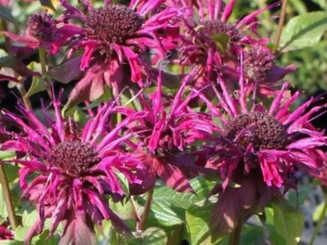 Monarda Herbert s Purper CLT5 - imagine 1