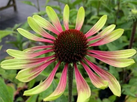 Echinacea Purpurea Green Twister CLT5 - imagine 1