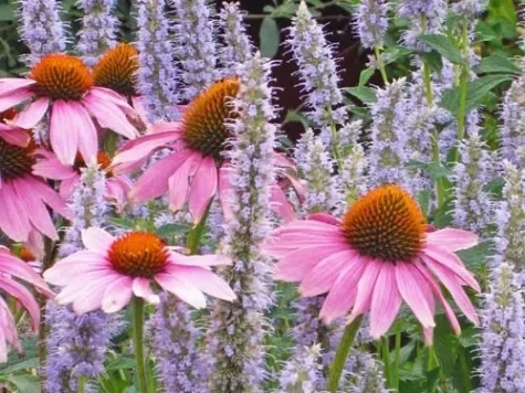 Echinacea Purpurea Red CLT5 - imagine 1