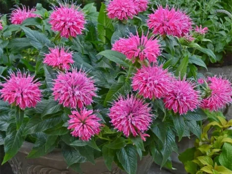 Monarda Didyma Balmy Pink CLT5 - imagine 1