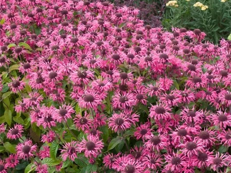 Monarda Pink Lace CLT5 - imagine 1